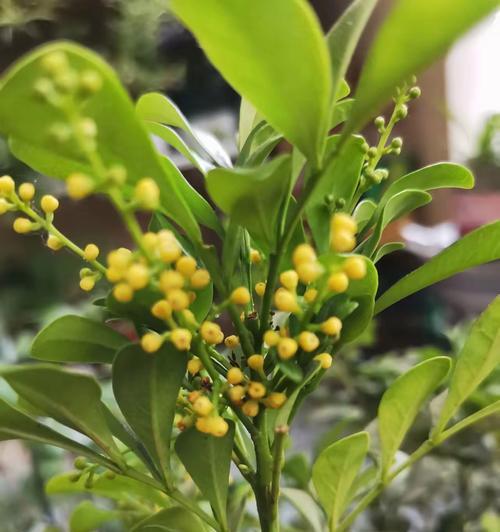 米兰的花语代表什么？米兰花语有哪些含义？