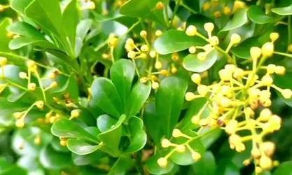 米兰的花语代表什么？米兰花语有哪些含义？