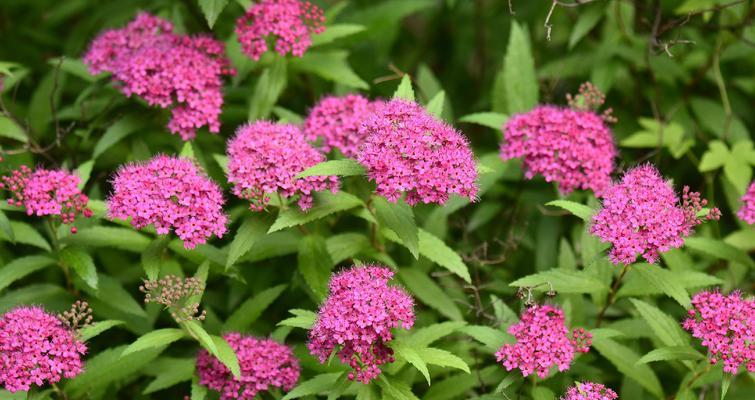 粉色绣线菊的花语是什么？粉色绣线菊代表什么？