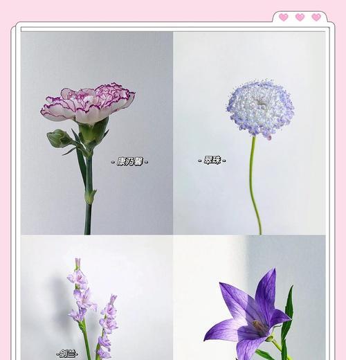 菊花配康乃馨的花语是什么？菊花和康乃馨的花语有何不同？