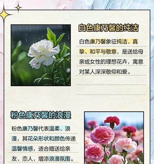 菊花配康乃馨的花语是什么？菊花和康乃馨的花语有何不同？