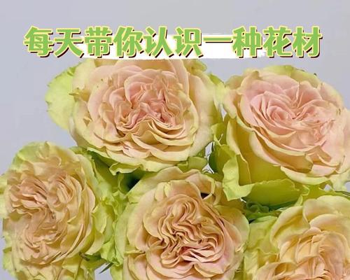 哪种花语代表初恋？初恋的花语有哪些？