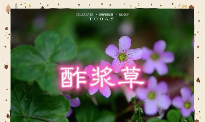 酢浆草的花语是什么？酢浆草有什么传说？