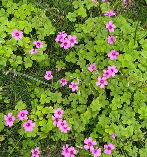 酢浆草的花语是什么？酢浆草有什么传说？