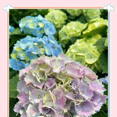 绣球代表的花语是什么？绣球花语有哪些含义？