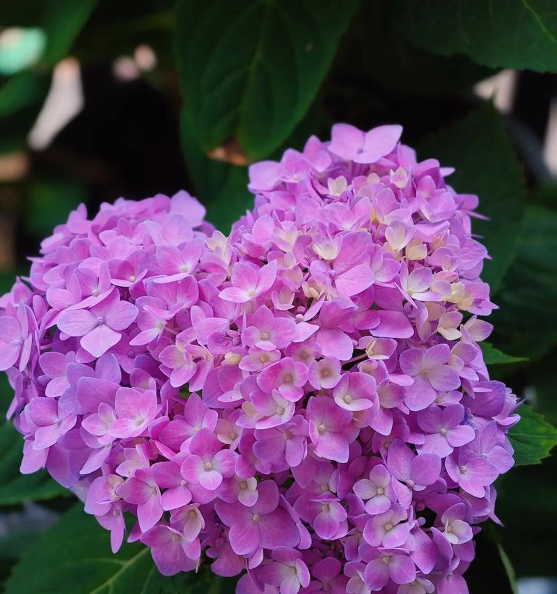 绣球代表的花语是什么？绣球花语有哪些含义？