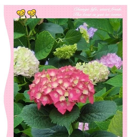 绣球代表的花语是什么？绣球花语有哪些含义？