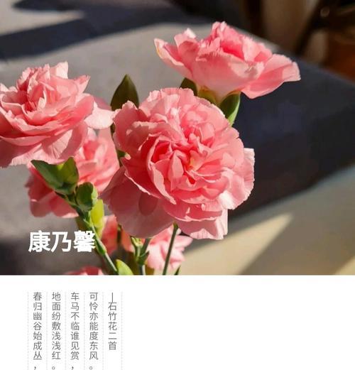 法国康乃馨的花语是什么？法国康乃馨代表什么？