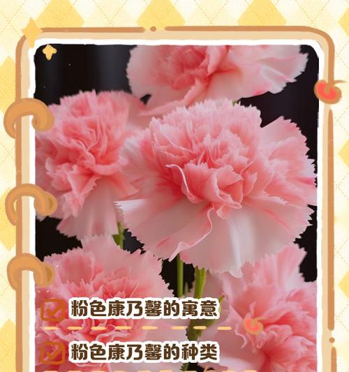 法国康乃馨的花语是什么？法国康乃馨代表什么？