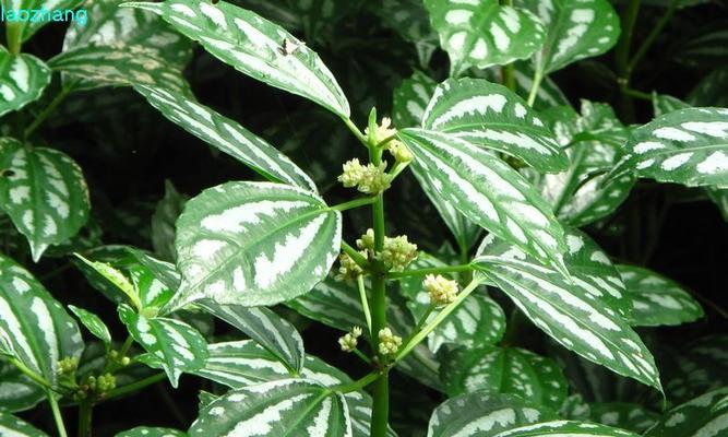 花叶冷水花的花语是什么？有哪些含义？