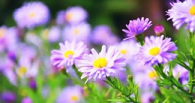紫色雏菊的花语是什么？象征着什么？