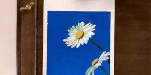 蓝色雏菊在日本的花语是什么？有何特别含义？