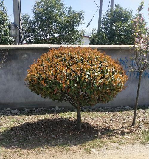 红叶石楠盆景的花语是什么？寓意何在？