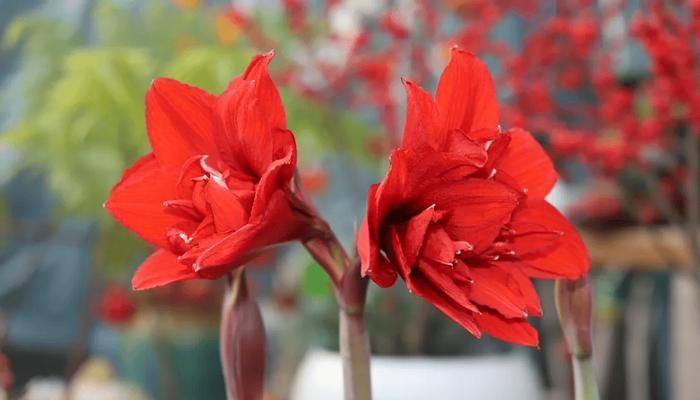 仙客来花红色的花语是什么？象征着什么？