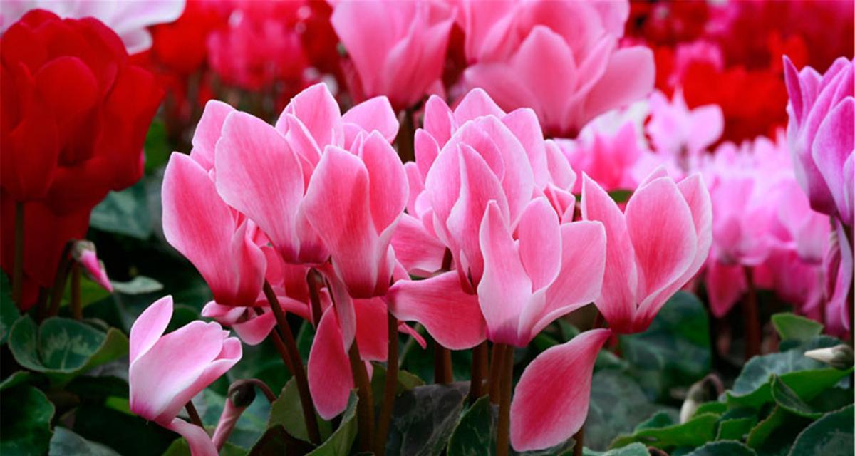 仙客来花红色的花语是什么？象征着什么？