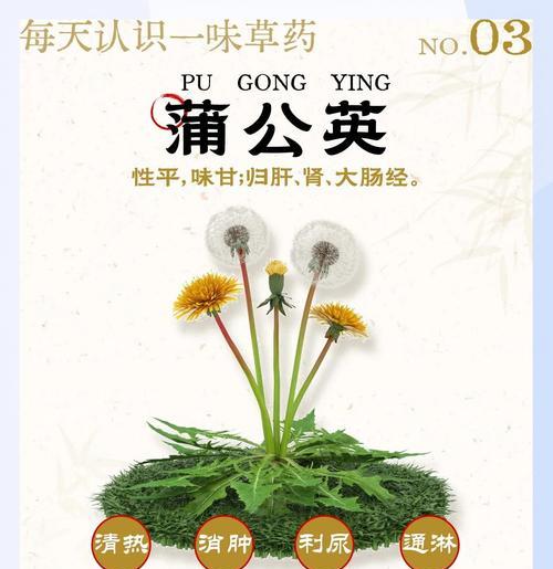 蒲公英的花语寓意是什么？代表什么意义？