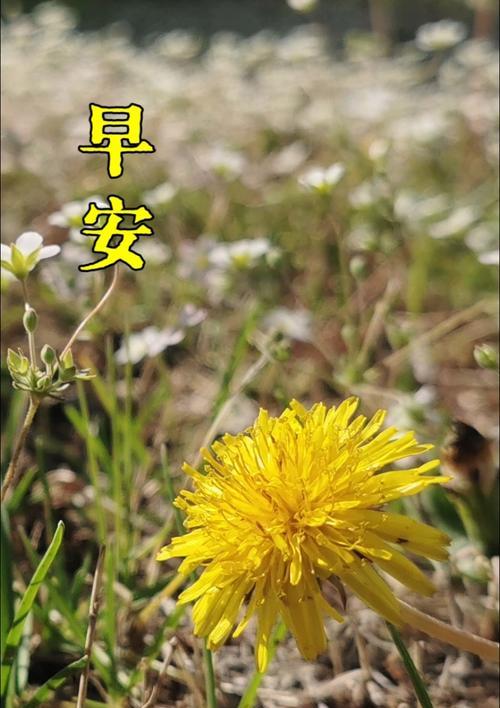 蒲公英的花语寓意是什么？代表什么意义？
