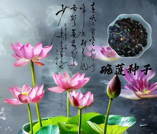 随意草花语柯南是什么？有何特别含义？