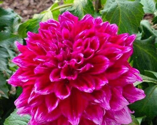 粉色大丽花的花语是什么？象征着什么？