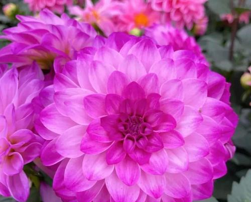 粉色大丽花的花语是什么？象征着什么？