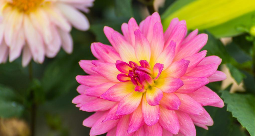 粉色大丽花的花语是什么？象征着什么？
