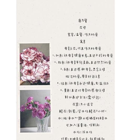 康乃馨的资料和花语是什么？寓意何在？