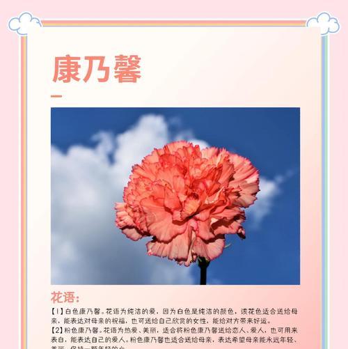 康乃馨的资料和花语是什么？寓意何在？
