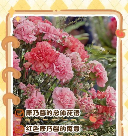 康乃馨的花语和品种有哪些？代表什么意义？