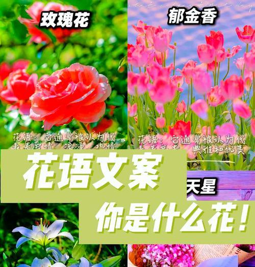 花语中颜色代表什么？有哪些特别含义？