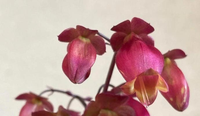 宫灯长寿花的花语是什么？有哪些寓意？