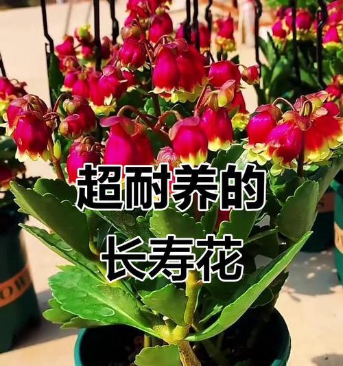 宫灯长寿花的花语是什么？有哪些寓意？