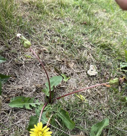 蒲公英花语有何来历？它代表了什么？