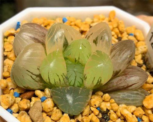 冰灯玉露花语大全是什么？它们各自代表什么？
