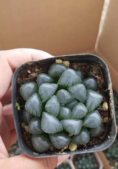 冰灯玉露花语大全是什么？它们各自代表什么？
