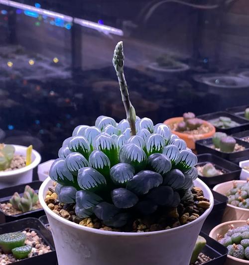 冰灯玉露花语大全是什么？它们各自代表什么？