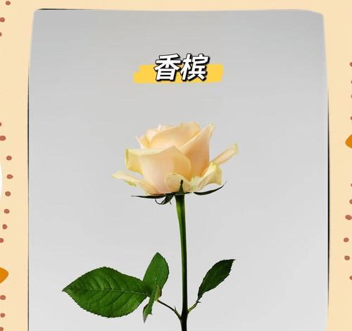 香槟玫瑰代表的花语是什么？它有什么特别含义？