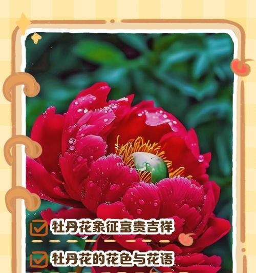 各类花语代表什么？它们各自有什么含义？
