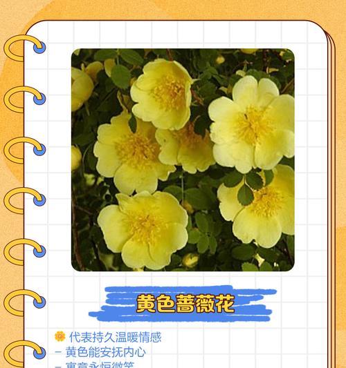 各类花语代表什么？它们各自有什么含义？