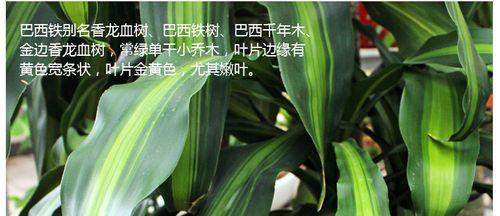 花卉巴西美人花语是什么？它有什么特别含义？
