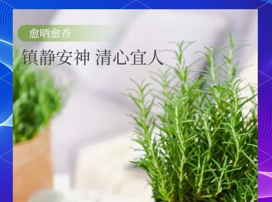 迷迭香的花语结局是什么？它代表了什么？