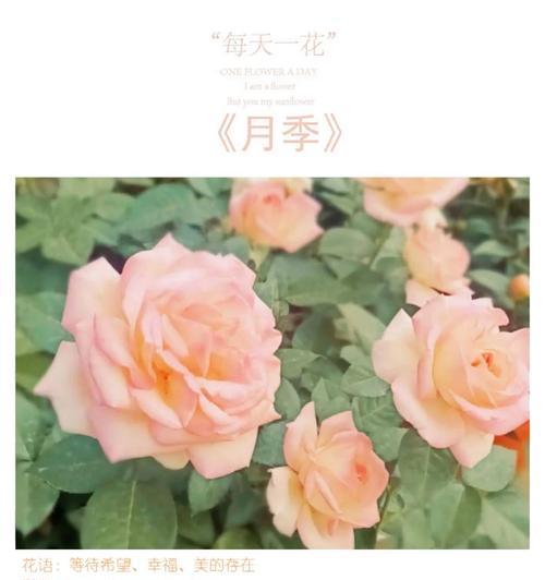 you月季的花语是什么？它有什么特别含义？