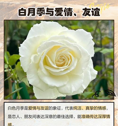 you月季的花语是什么？它有什么特别含义？