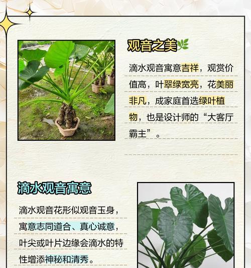 滴水观音寓意花语是什么？它有什么特别含义？