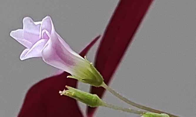 紫花醡浆草的花语是什么？它有什么特别含义？