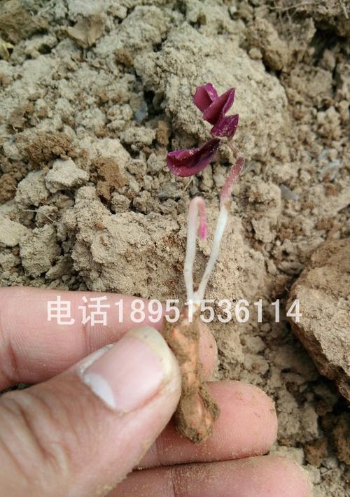 紫花醡浆草的花语是什么？它有什么特别含义？