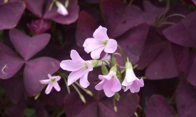 紫花醡浆草的花语是什么？它有什么特别含义？