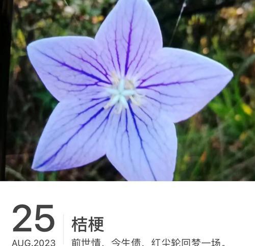 桔梗几朵数量花语是什么？它们各自代表什么？