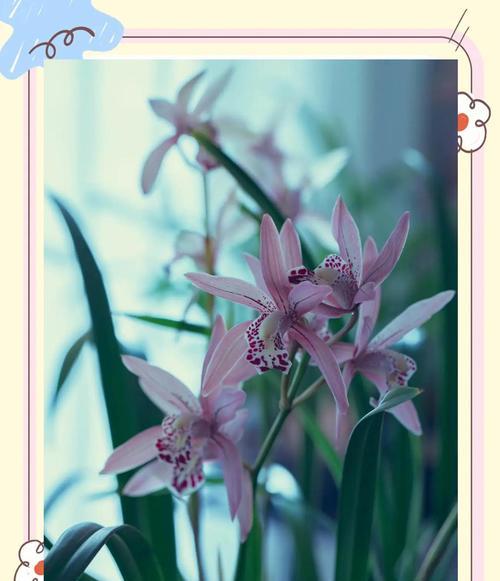 兰花品种及其花语是什么？它们各自代表什么？