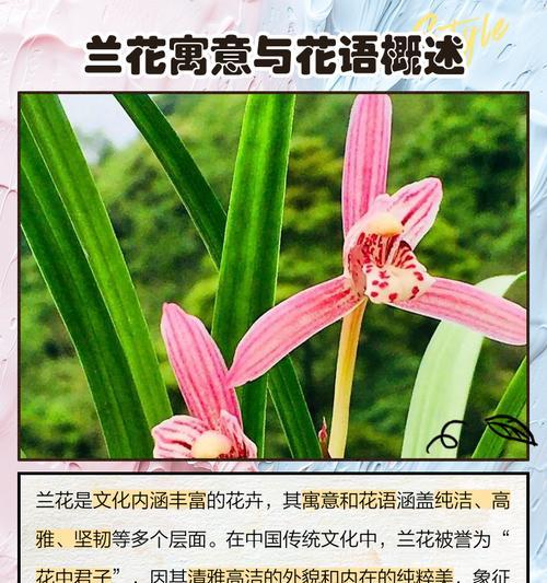 兰花品种及其花语是什么？它们各自代表什么？