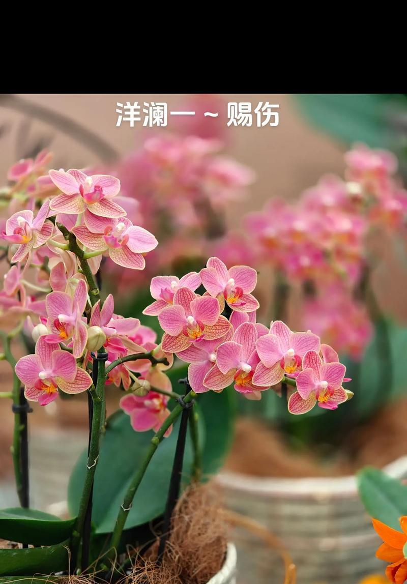 兰花品种及其花语是什么？它们各自代表什么？